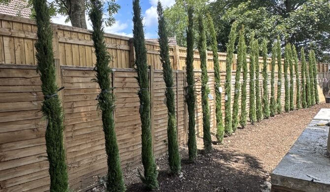 Italian Cupressus Sempervirens