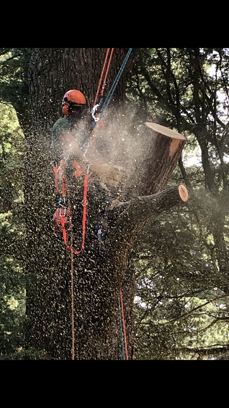 Arborist using a chainsaw with saw dust flying.